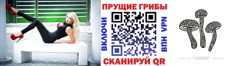 Галлюциногенные грибы Psilocybe  Мглин 